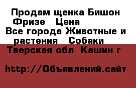 Продам щенка Бишон Фризе › Цена ­ 30 000 - Все города Животные и растения » Собаки   . Тверская обл.,Кашин г.